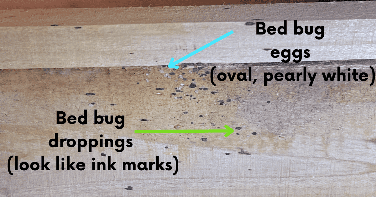 How To Spot Bed Bugs In Your Home Bed Bug Detection Guide