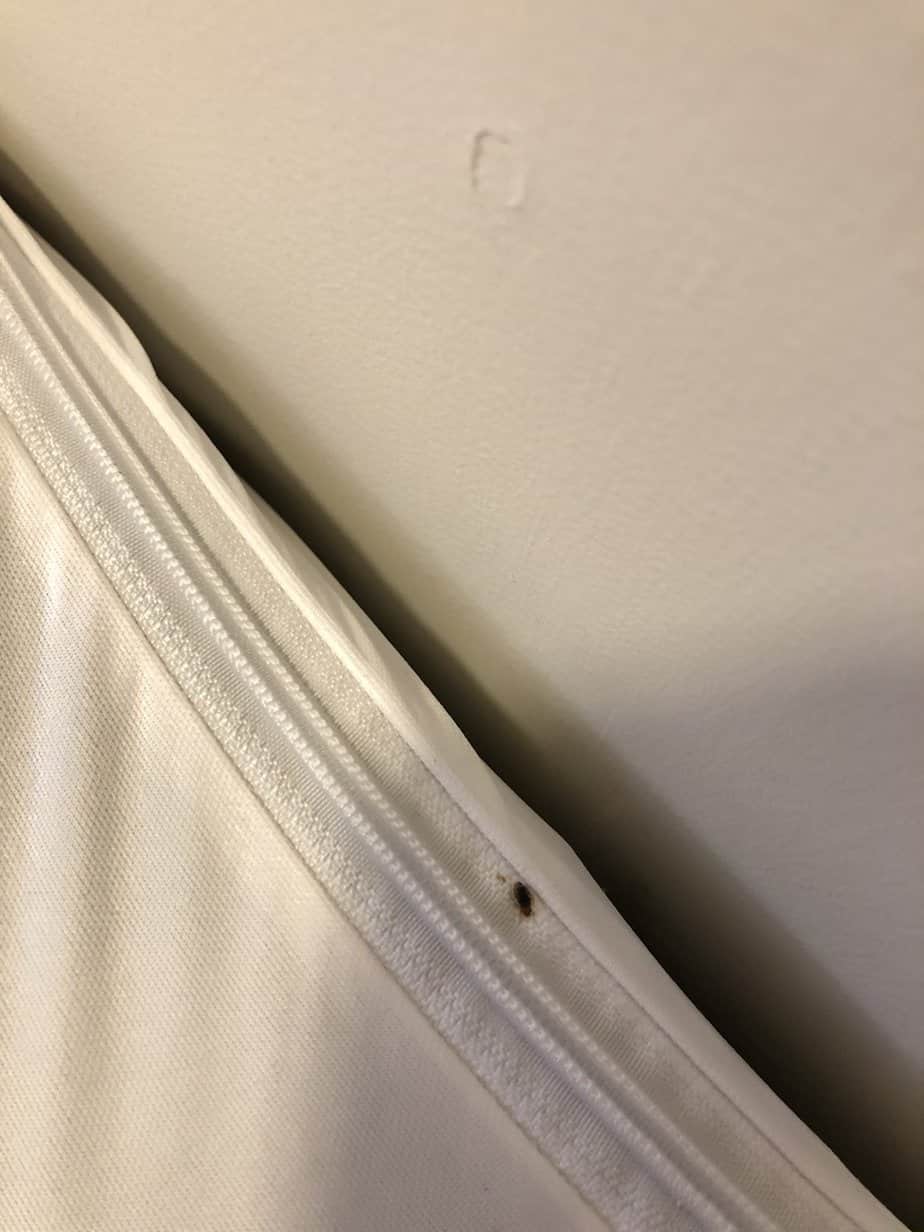 Best Mattress and Box Spring Covers for Bed Bugs 2022