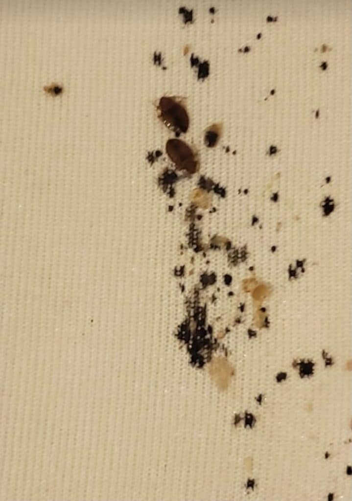 Bed bugs, fecal matter, and shed skins on a blanket.