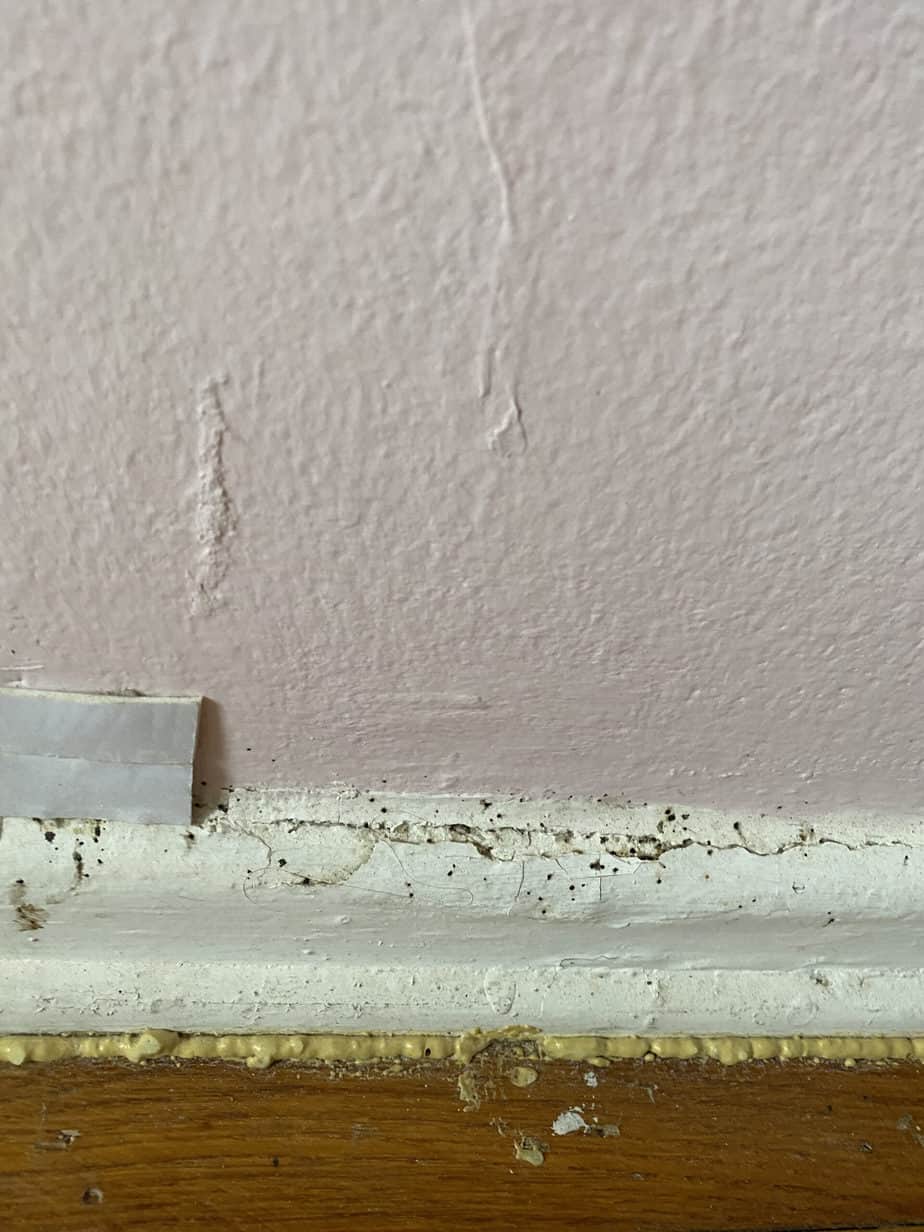 Does Painting the Walls Help Get Rid of Bed Bugs? (A Guide)