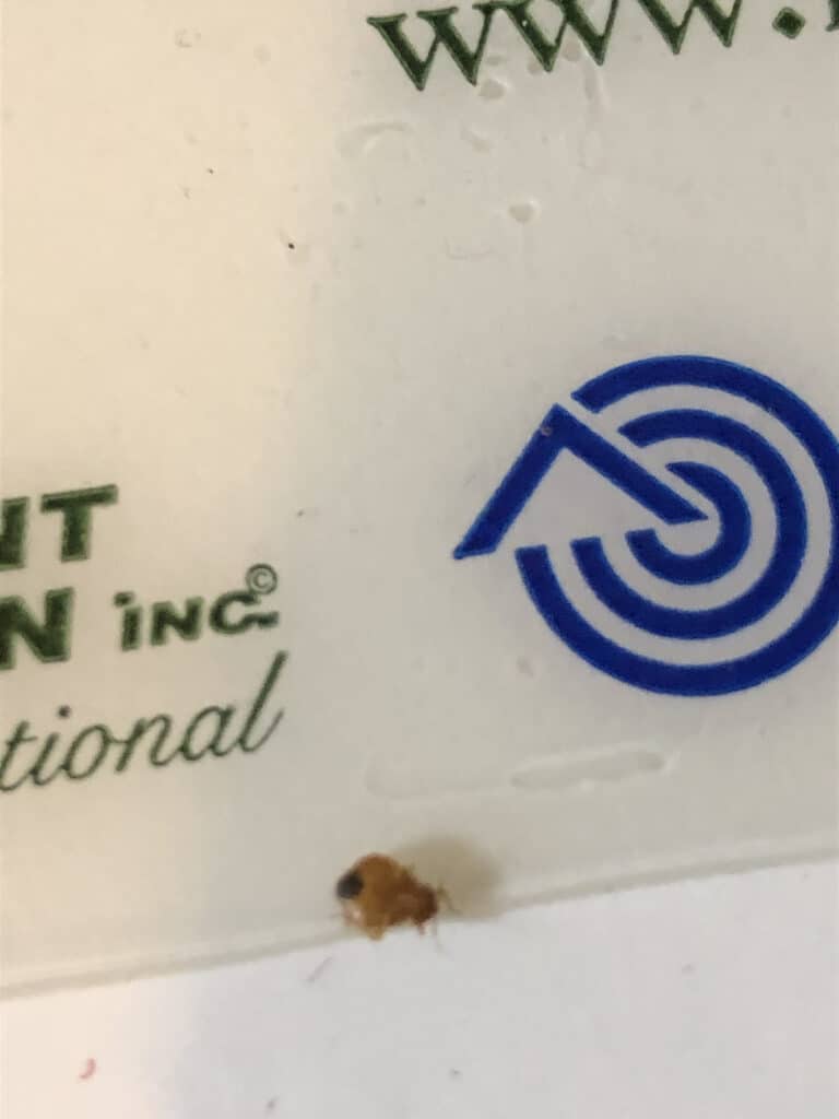 bed bug nymph caught on a bed bug sticky trap