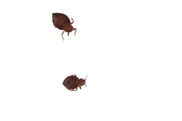 Fast Bed bug inspection NYC Bed Bug Dog NYC!