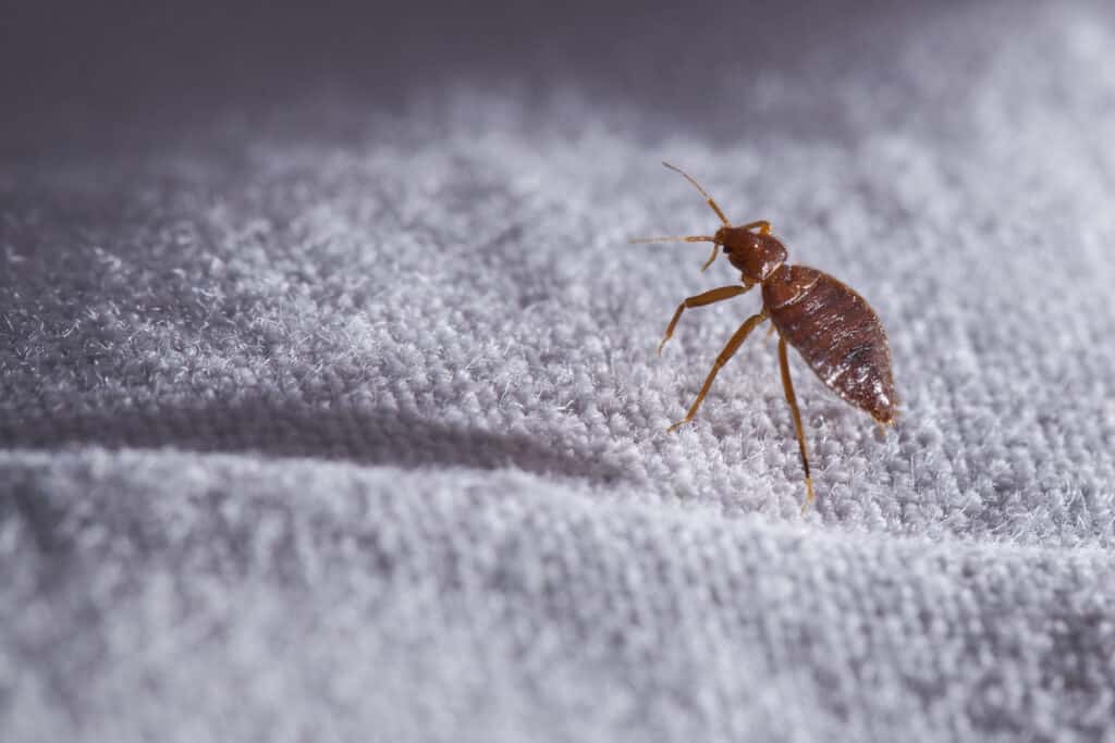 close up of a bed bug.  Bed bug photo close up.