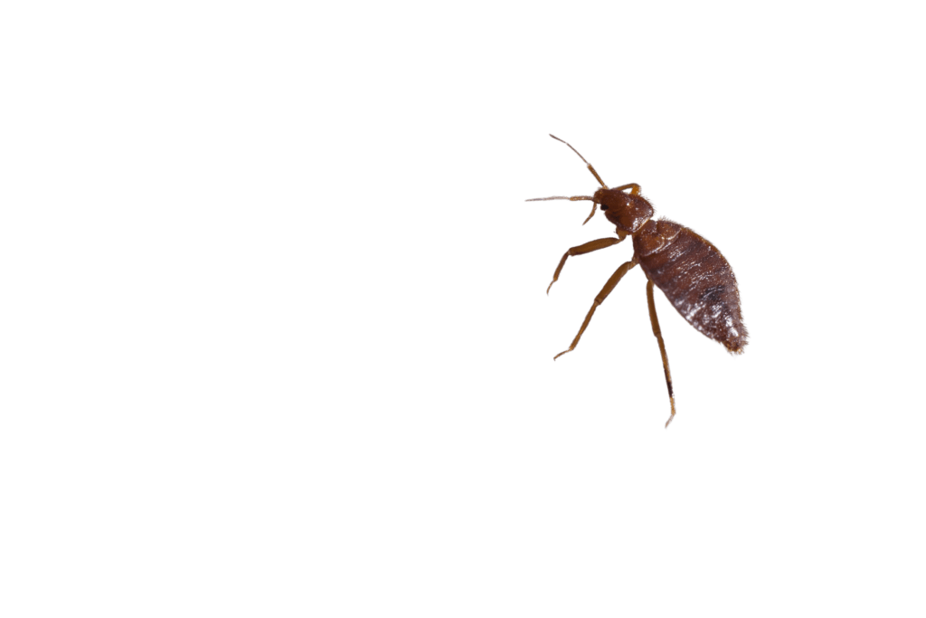 adult bed bug