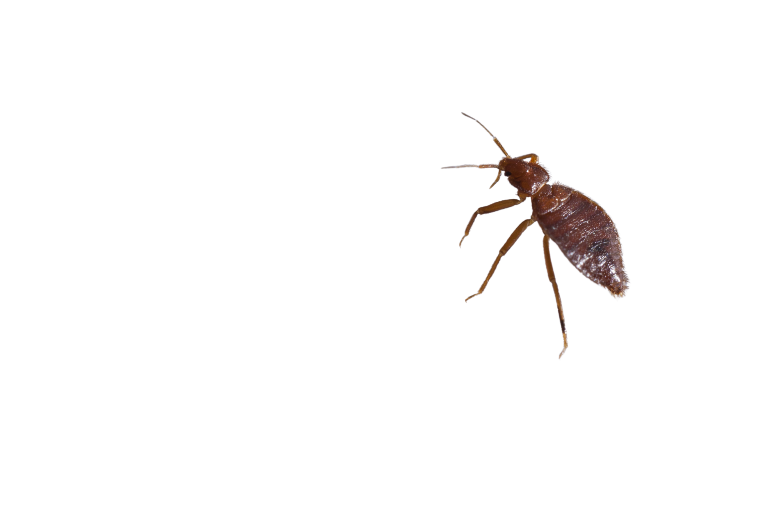 Fast Bed bug inspection NYC Bed Bug Dog NYC!