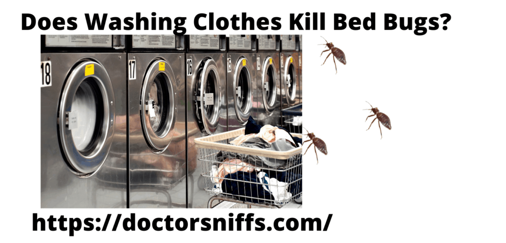 do bed bugs die in the washing machine