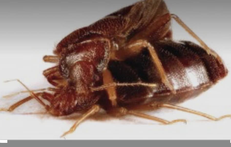 pictures of male and female bed bugs