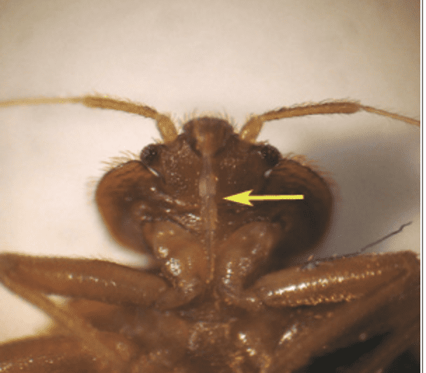 An up close shot of the bed bugs proboscis