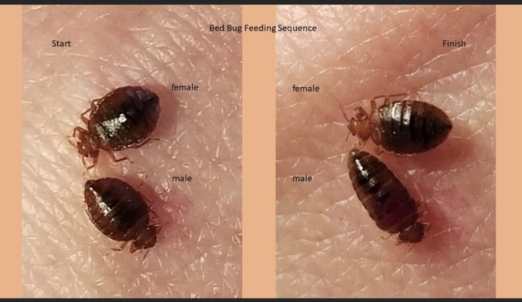 pictures of male and female bed bugs