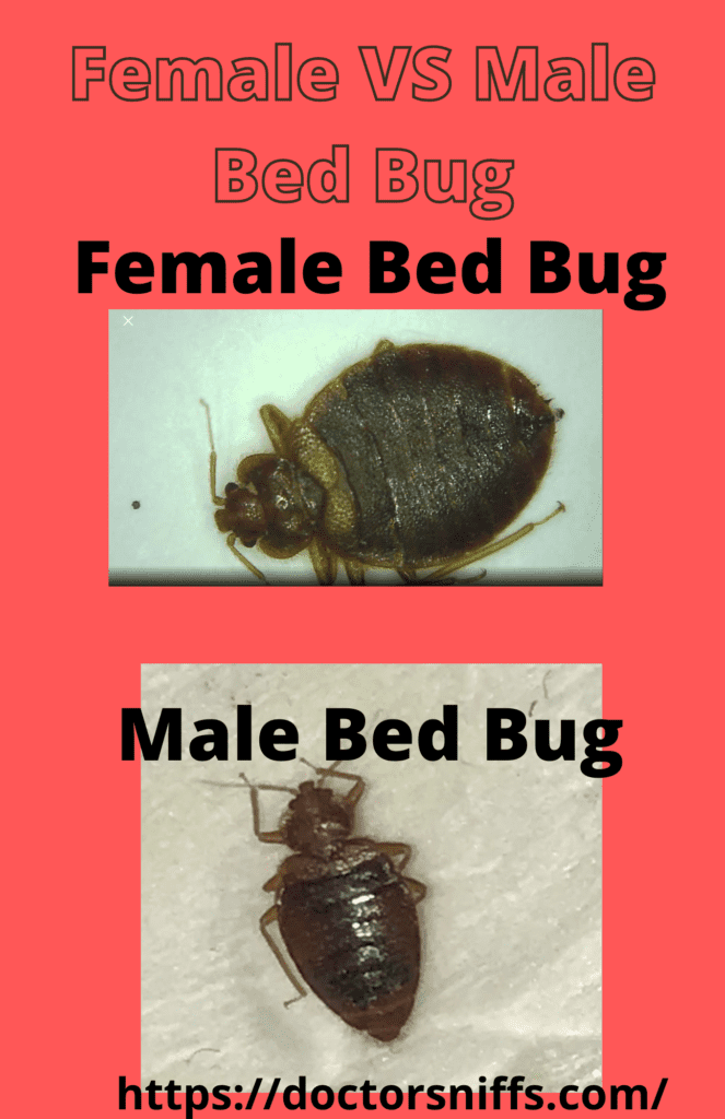 male vs female bed bug caught in 2 different NYC apartments.