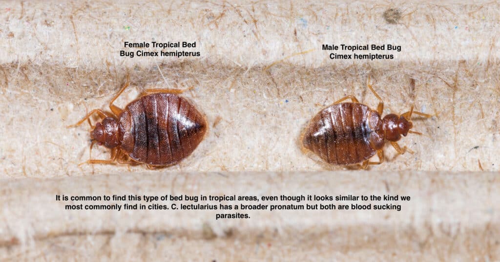 male vs female bed bug (tropical bed bugs)