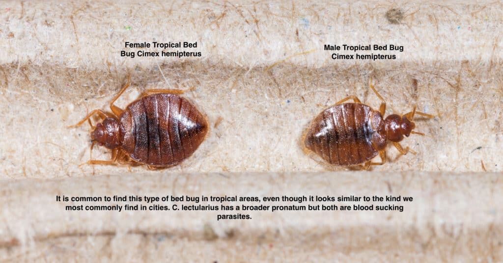 Pictures of male and female bed bugs