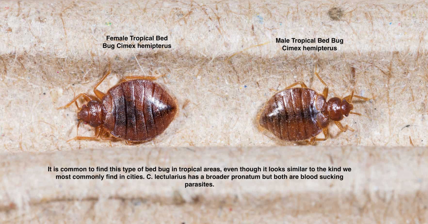 How To Tell If A Bed Bug Is Pregnant PestPhobia