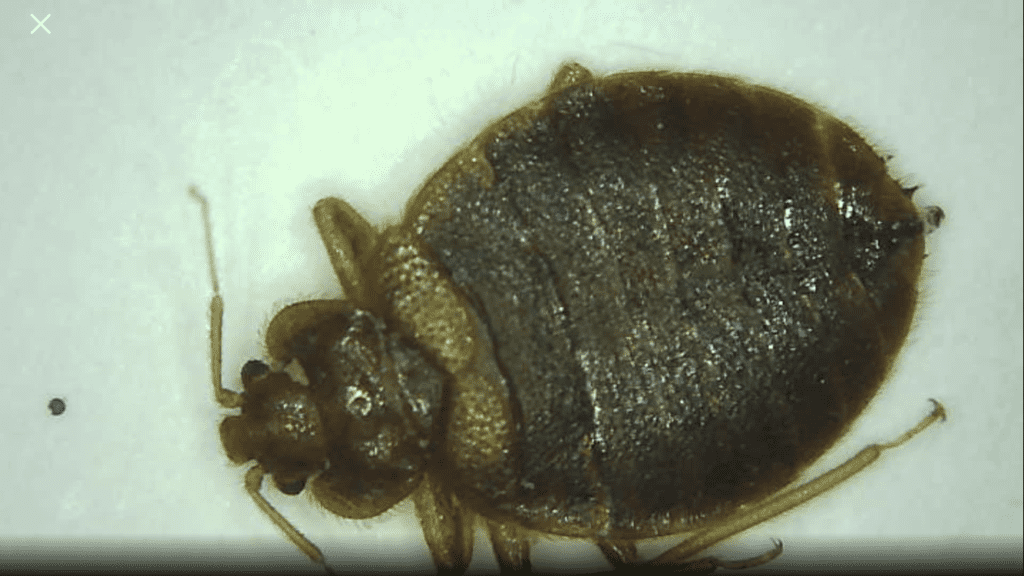 An adult female bed bug caught in a NYC apartment during a K9 inspection