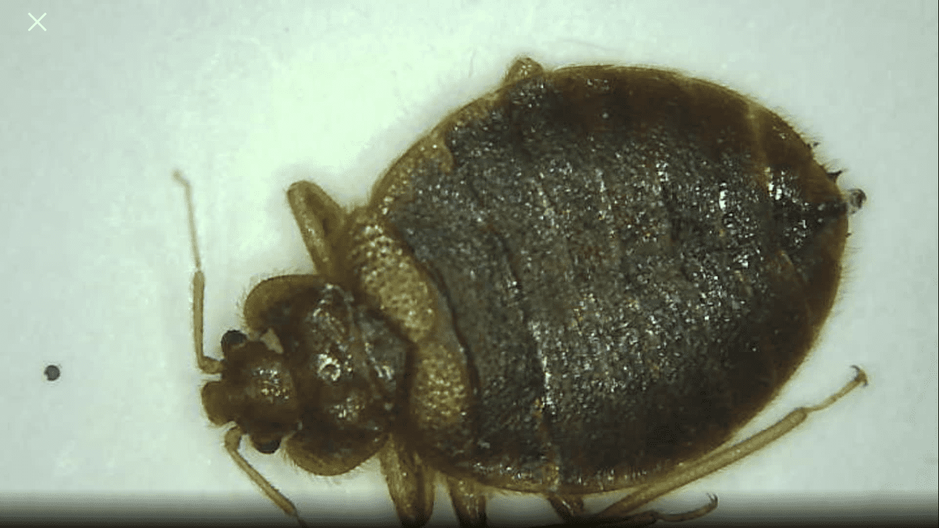 Male VS Female Bed Bug - How To Tell The Difference - With Photos