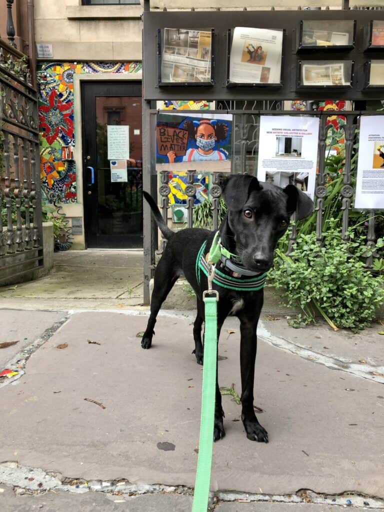Ecko the certified bed bug dog in Park Slope, Brooklyn about to search a building