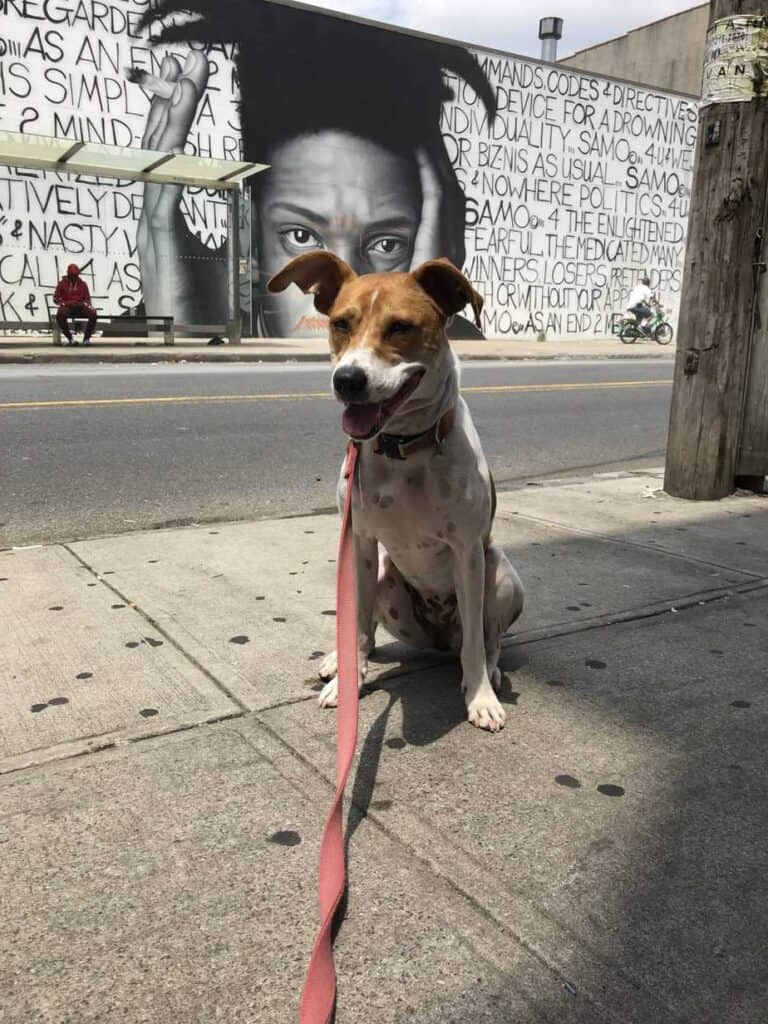 Goosey the bed bug dog in front of a Jean-Michel Basquiat mural. She is about to search a building in Bushwick for bed bugs.