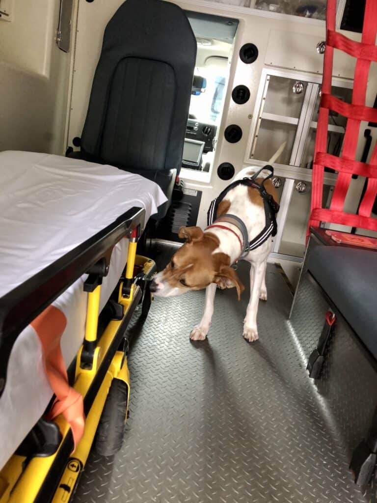 Goosey the bed bug sniffing dog inspecting an ambulance in Brooklyn