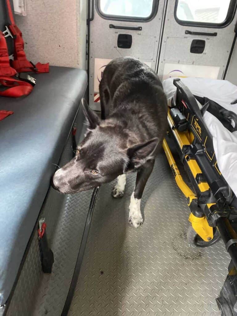 Southy the bed bug dog brooklyn searching an ambulance