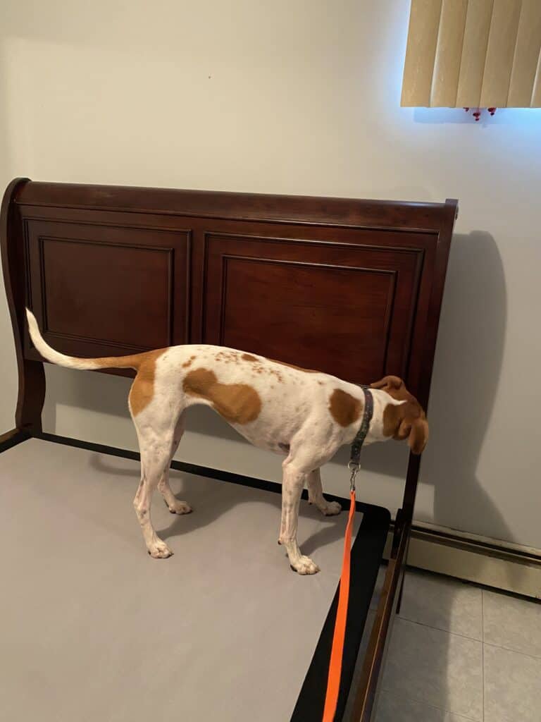 A brown and white treeing walker coonhound searching a bed frame for bed bugs