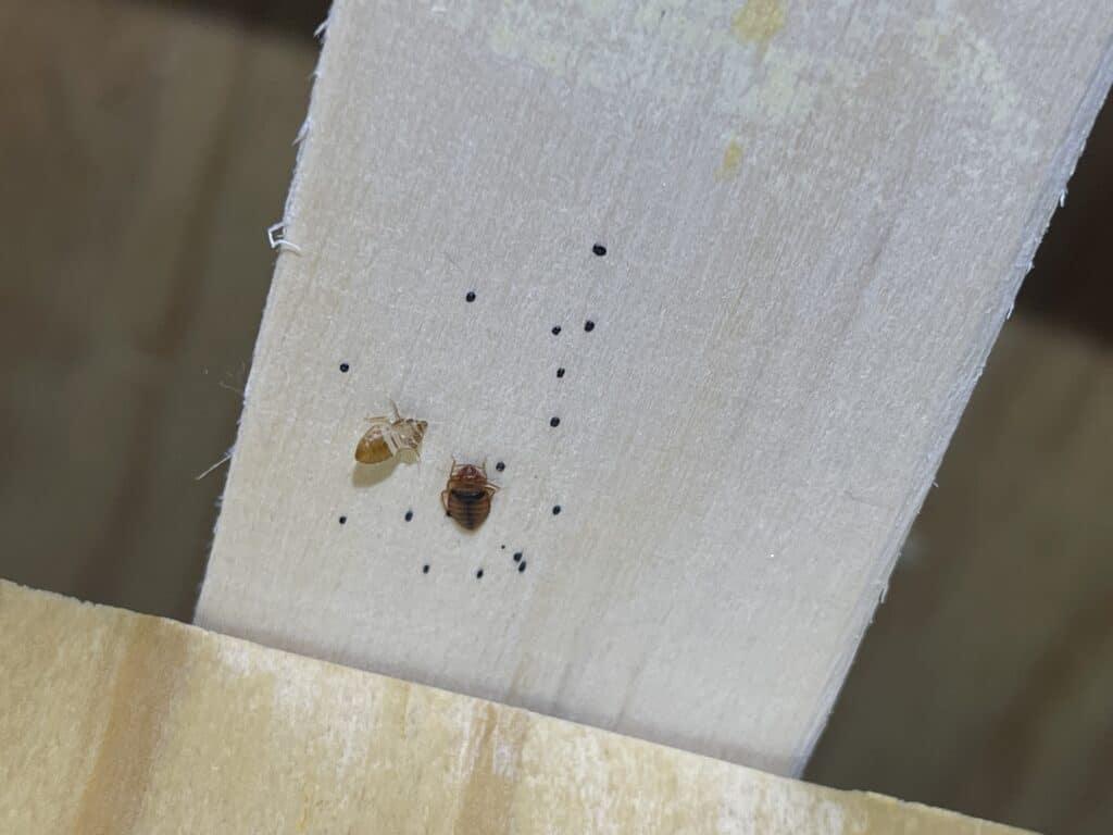 A bed bug, a shed skin, and fecal matter on a wooden bed slat in Morningside Heights Manhattan