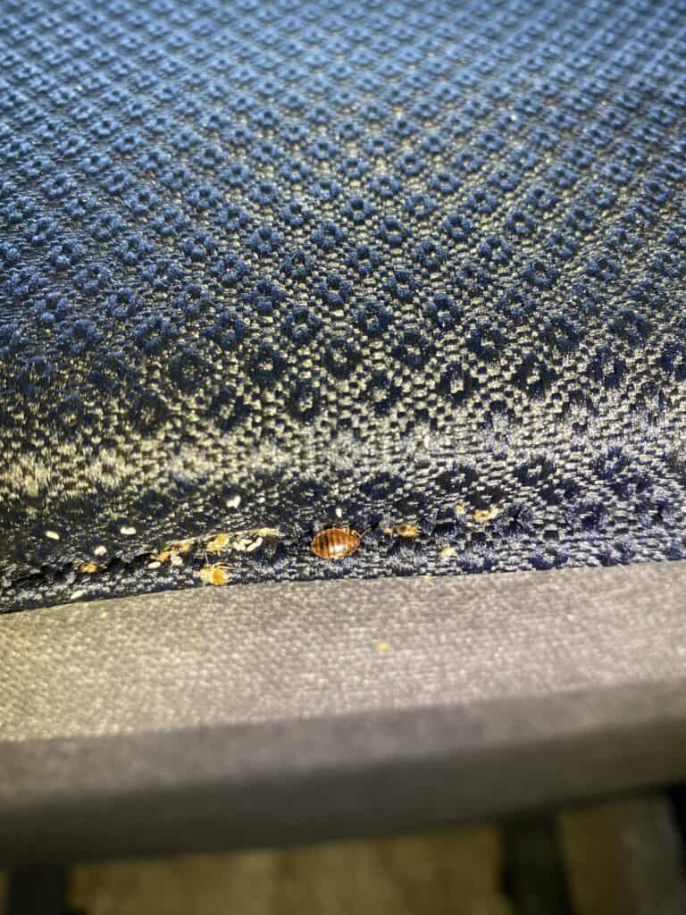 bed bugs and shed skins found under a mattress in Fresh Meadows, Queens