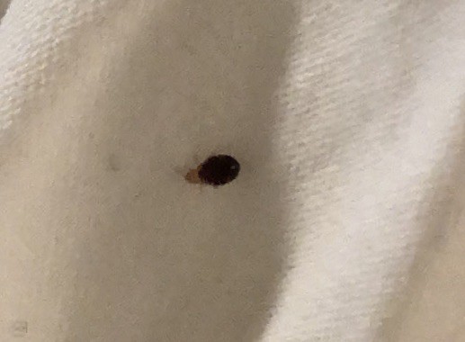 a bed bug on a white sheet