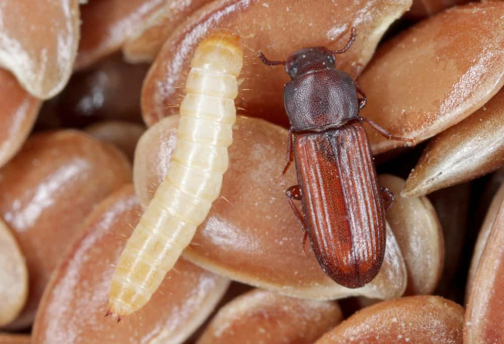 grain beetle life cycle