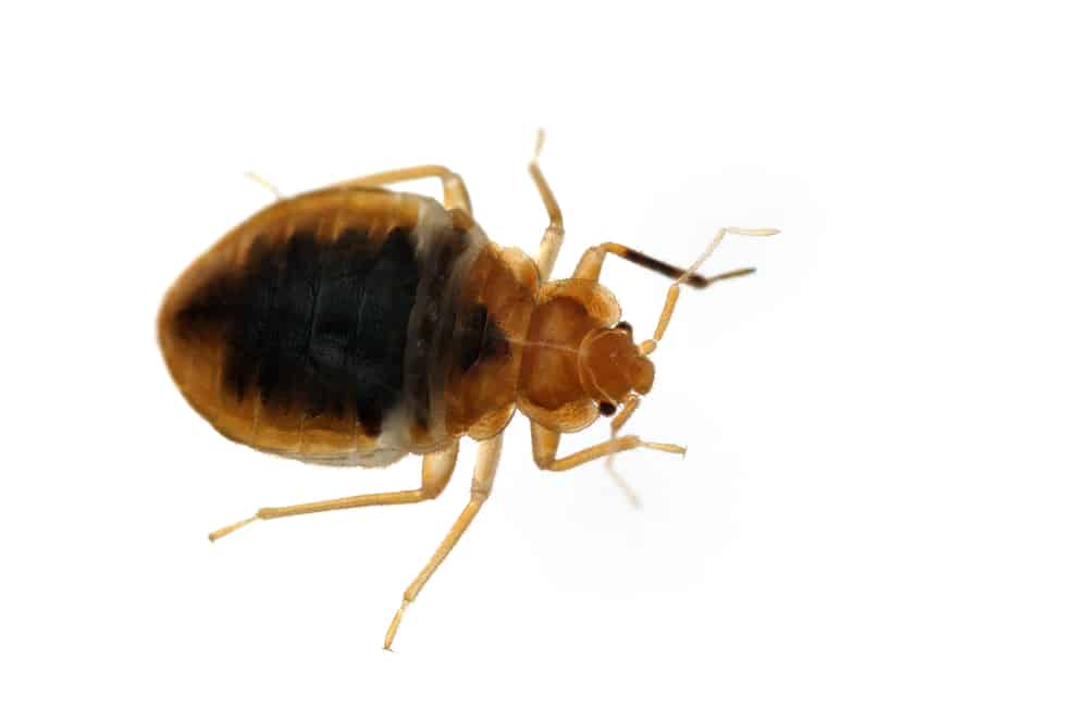 a bed bug is one of the Common NYC Apartment Bugs