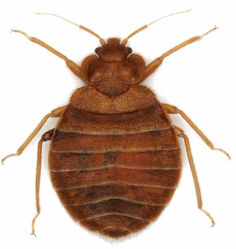 Flour Beetle in Bedroom: Causes and Prevention