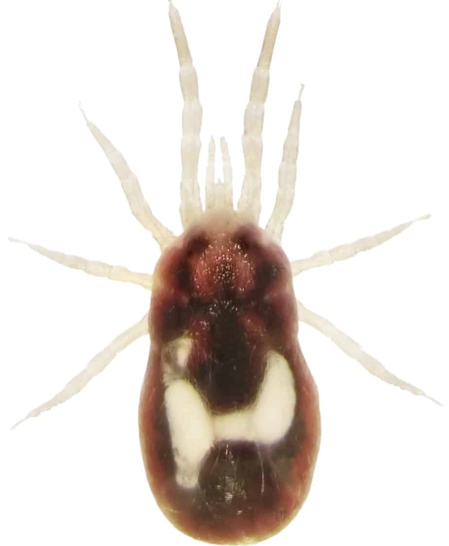 15 Common NYC Apartment Bugs and What They Look Like (with Photos)