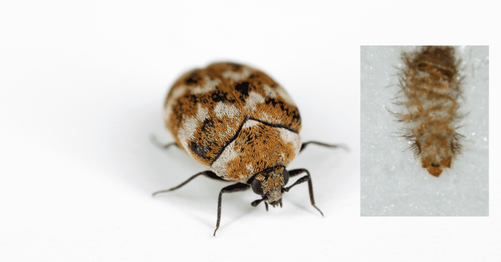 carpet beetle and the larvae