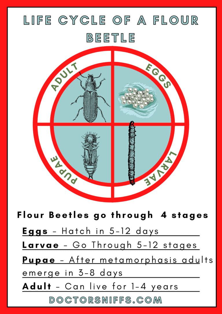 Flour Beetle in Bedroom Causes and Prevention