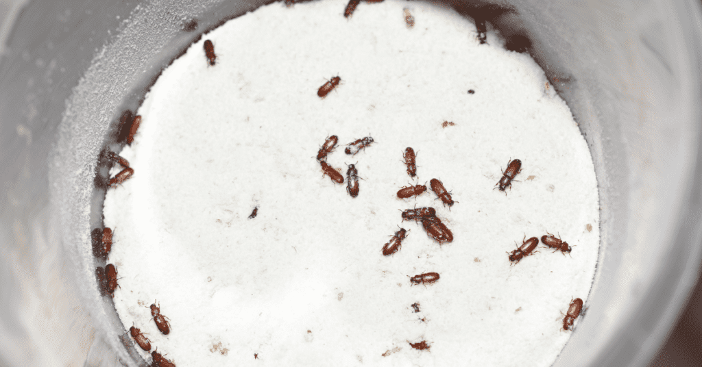 How Do You Get Rid Of Flour Mites Infestation at Alfred Wilford blog