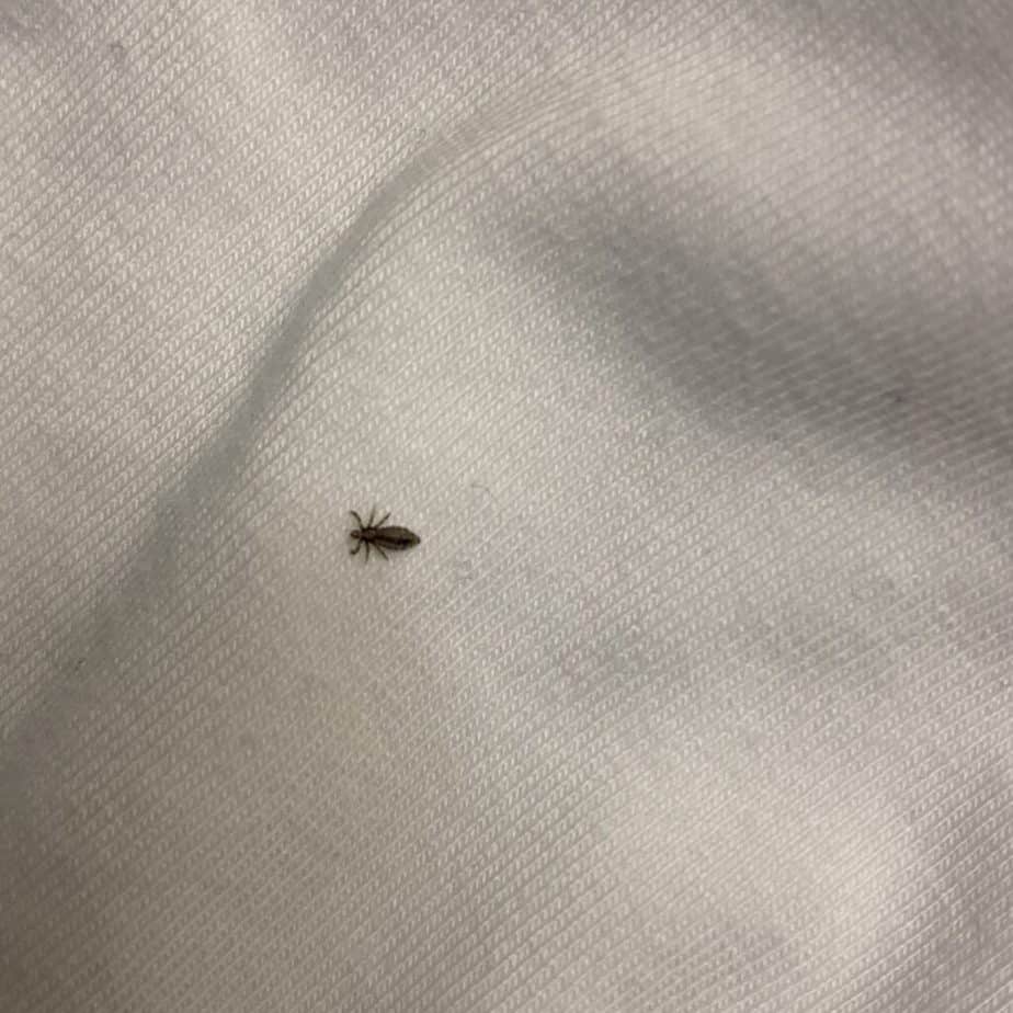 bed bugs in hair