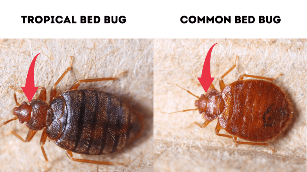 Cimex hemipterus (tropical bed bug) vs Cimex lectularius (common bed bug) - Bugs That Look Like Bed Bugs