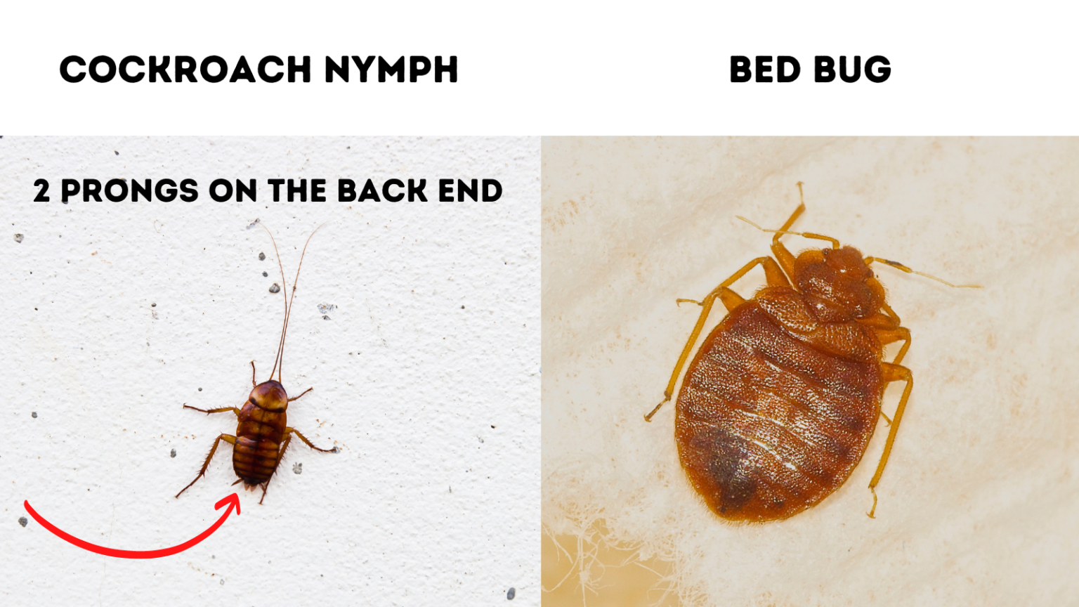14 Bugs That Look Like Bed Bugs (With Photo Comparison)