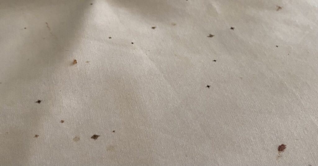 bed bug poop on sheets