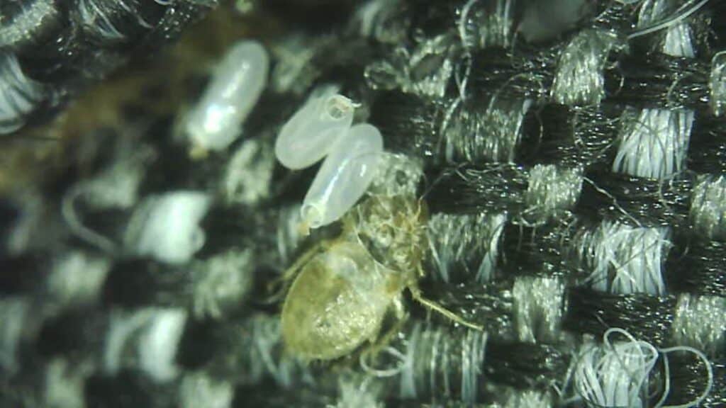 Bed bug eggs under magnification