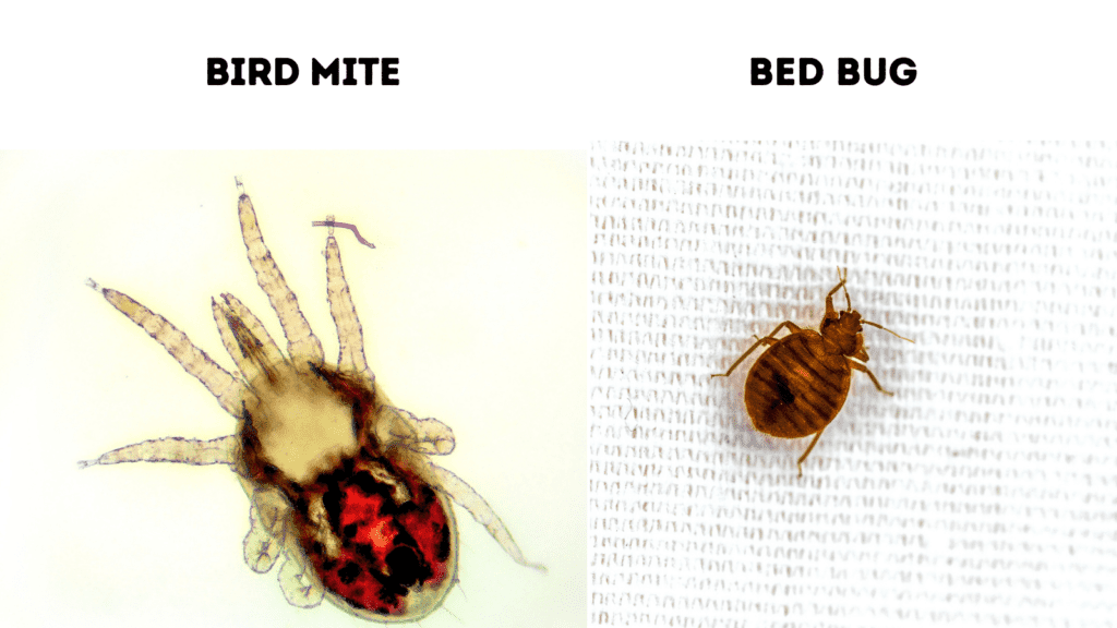 bird mites vs Cimex lectularius