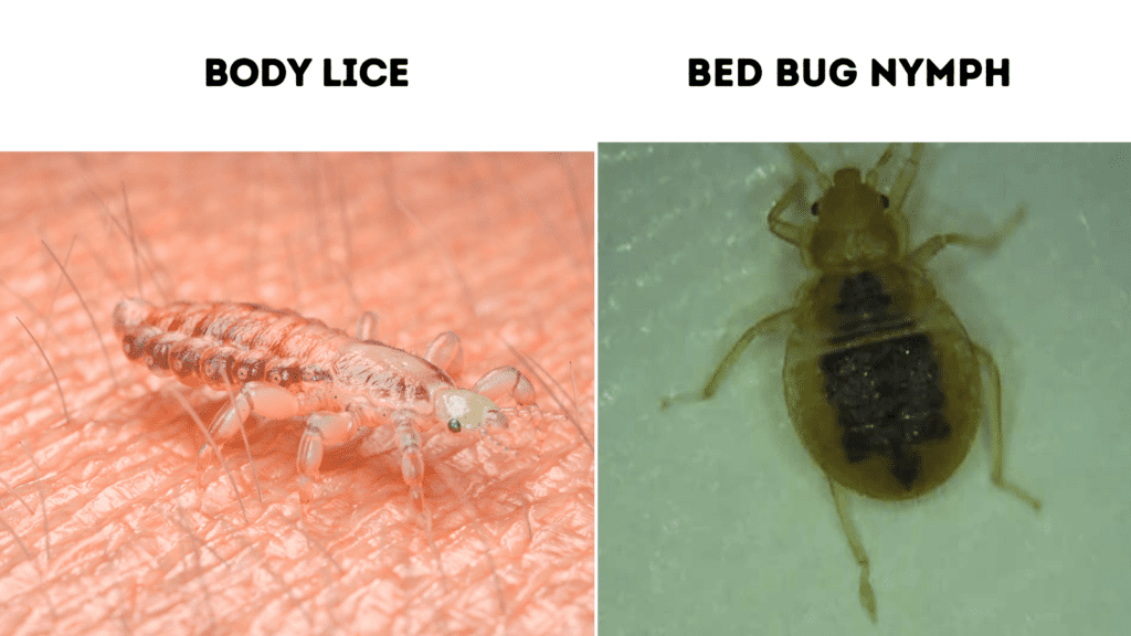 body lice vs Cimex lectularius (bed bug)