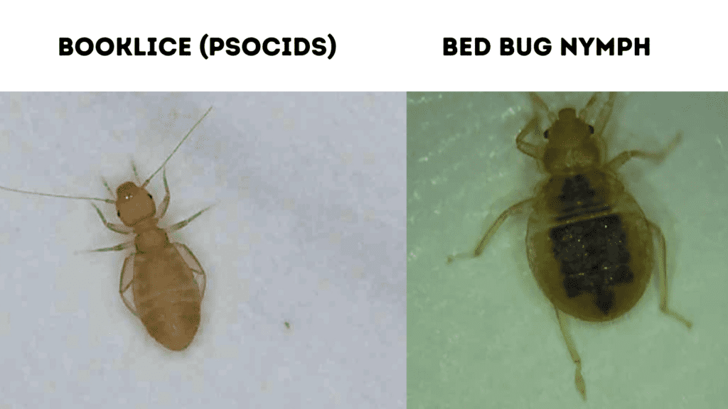 book louse vs Cimex lectularius (bed bug)