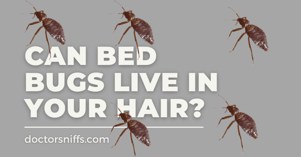 can bed bugs live in your hair?