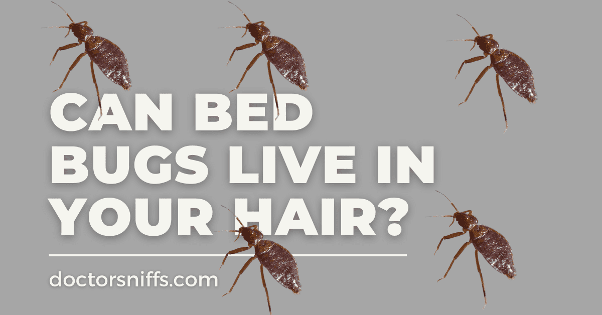 Bed Bug Eggs In Your Hair Dalila Hoskins 8697