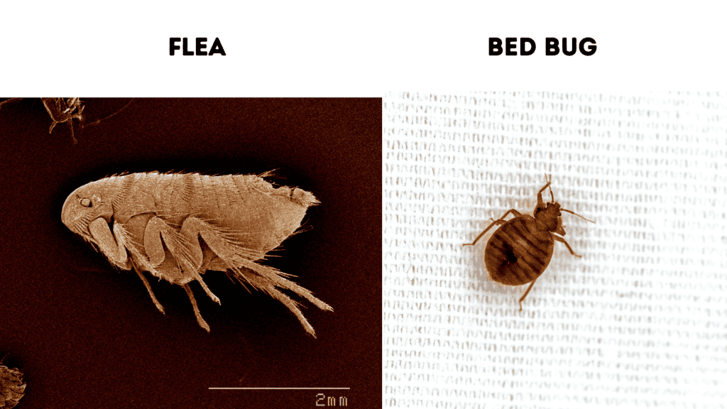 flea vs Cimex lectularius (bed bug)