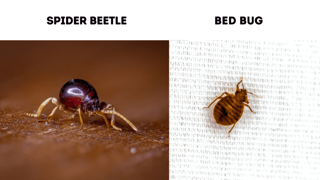 spider beetle vs Cimex lectularius (bed bug)