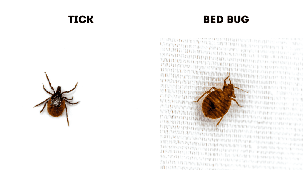 ticks vs Cimex lectularius (bed bug)