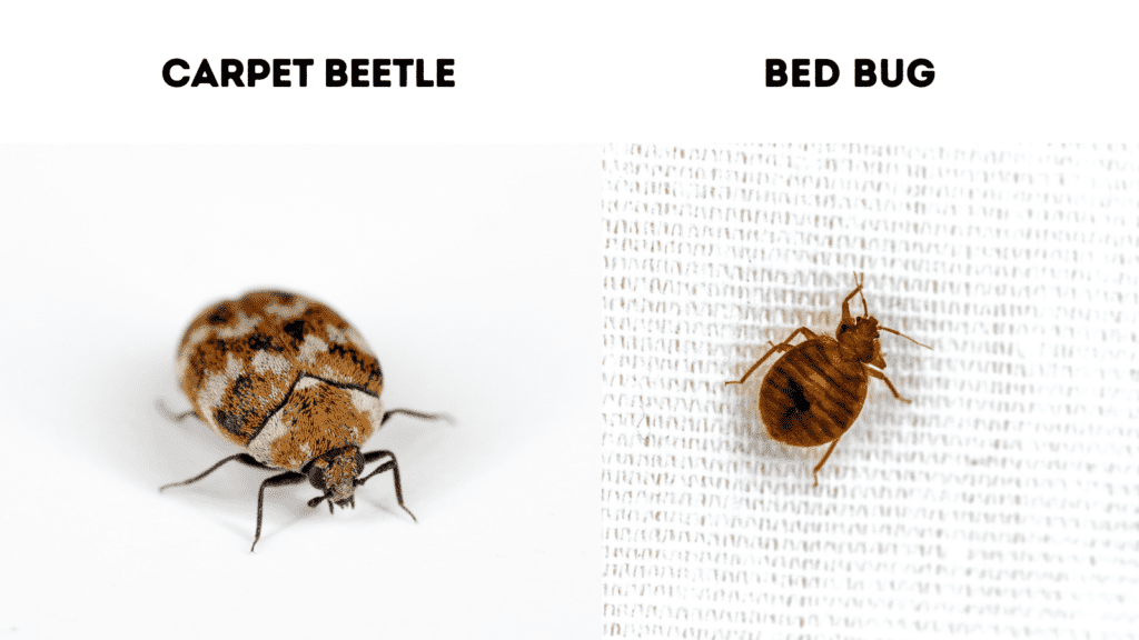 variegated carpet beetle vs Cimex lectularius (bed Bug)