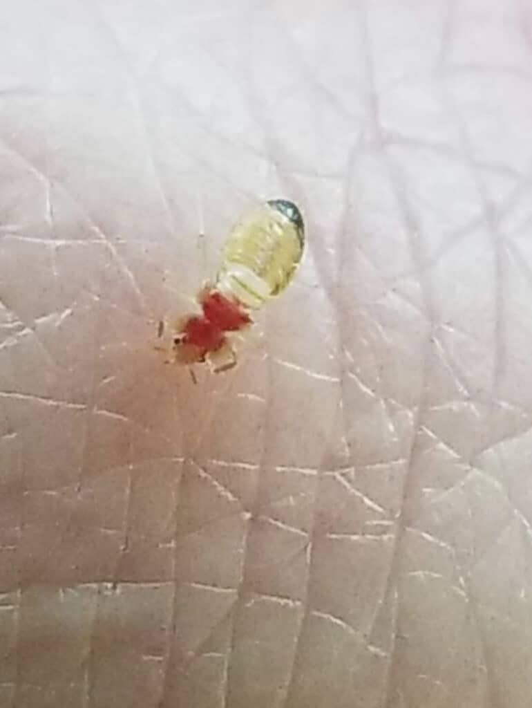 1st instar baby bed bug feeding on a hand