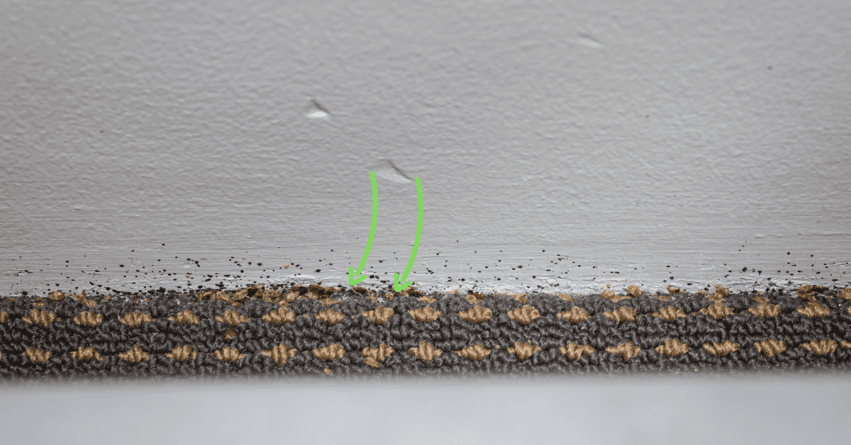 What Do Bed Bug Eggs Look Like? (A Guide With Photos)